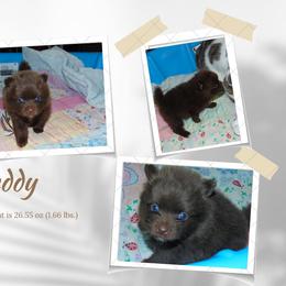 Pomeranian Puppies from Bat Cave Poms
