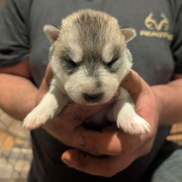 Admiral - Gray and white male Siberian Husky puppy in Wisconsin from Liberty Siberians