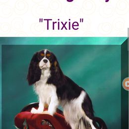 Biewer Terrier and Cavalier King Charles Spaniel All Grown Up from Woo Hoo Biewers & Inkahoots Cavaliers