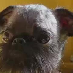 Brussels Griffons from Rose Urlacher