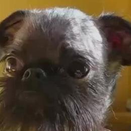 Brussels Griffons from Rose Urlacher