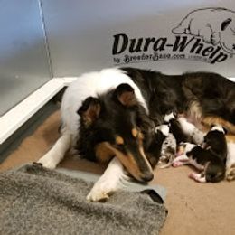 Collie Puppies from Maclen Collies
