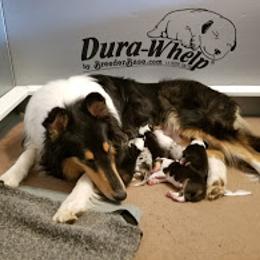 Collie Puppies from Maclen Collies