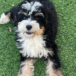 Bernedoodles, Cavapoos, Poodles, and Soft Coated Wheaten Terriers from Island Poodles & Wheatens