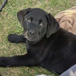 Boy 1 - Labrador Retriever puppy from Patton's Triple Pine Farm