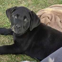Boy 1 - Labrador Retriever puppy from Patton's Triple Pine Farm