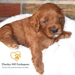 Cockapoo Puppies from Chesley Hill Cockapoos