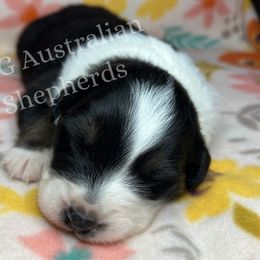 Australian Shepherd Puppies from PCG Farms