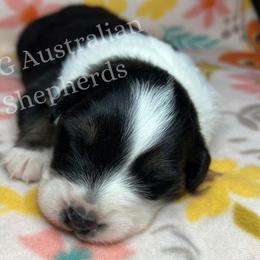 Australian Shepherd Puppies from PCG Farms