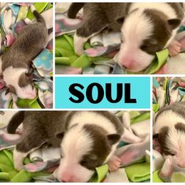Border Collie Puppies from Pam's Dog Academy & Border Collies
