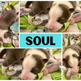 Border Collie Puppies from Pam's Dog Academy & Border Collies