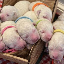 Goldendoodles from Hani's family