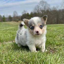 Liam - male American Corgi puppy in Olive Hill, Kentucky from Tompkins Farm
