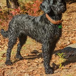 Portuguese Water Dog Puppies from Charly's Angels Portuguese Water Dogs