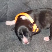 Sporty Mix Puppies from Eternal Symmetry