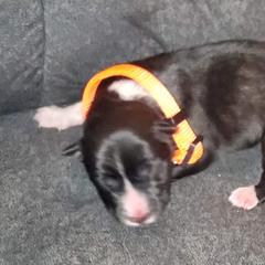 Sporty Mix Puppies from Eternal Symmetry