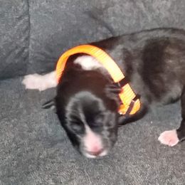Sporty Mix Puppies from Eternal Symmetry