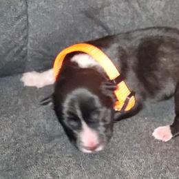 Sporty Mix Puppies from Eternal Symmetry