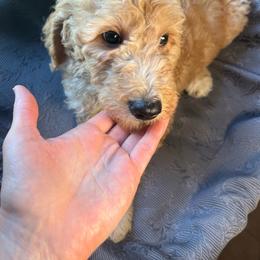 Mrs. McGillicuddy - Cream female Goldendoodle puppy in Clarksville, Tennessee from Golden Pine Designer Doodles