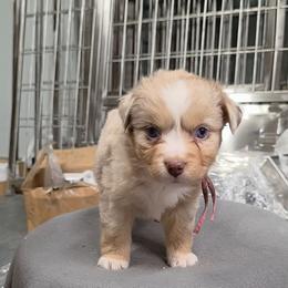 Dixie - Going to Florida - Red merle female Miniature American Shepherd puppy in Leonard, Texas from Tin Roof Aussies