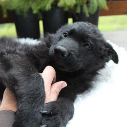 Sour Patch - Black male German Shepherd puppy in Oakland, Oregon from VHM German Shepherds