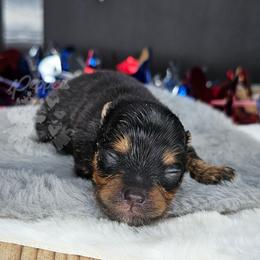 Pepper's Love Buzz - Buzz - Black and tan male Pomeranian puppy in Plant City, Florida from Pepper's Pomeranians