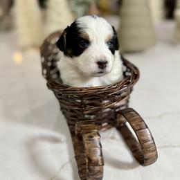 Brown Collar - Tri-color male Bernedoodle puppy in Indiahoma, Oklahoma from Farm Fresh Doodles