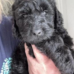 Lucy - Black phantom female Aussiedoodle puppy in Bridge City, Texas from My Amis AussieDoodles