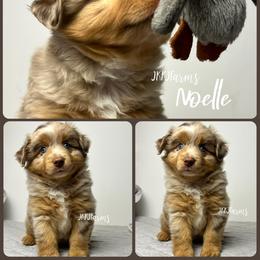 (4) Noelle, RMF - Red merle female Miniature American Shepherd puppy in Huntington, Texas from JKKJ Farms