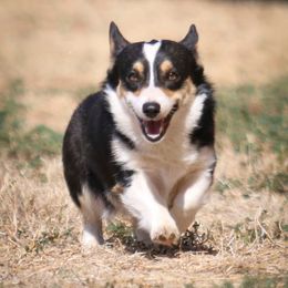 Cricket - Pembroke Welsh Corgi