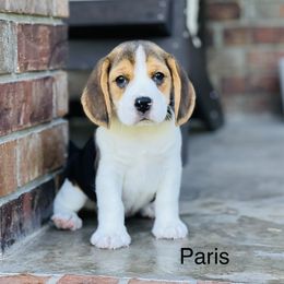 AKC-Paris - Black tan and white female Beagle puppy in Mansfield, Missouri from Rippee Creek Kennel