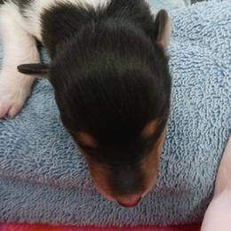 Tri Boy 8-Kurly - Black white and tan male Collie puppy in Nunn, Colorado from Kingsgift Collies