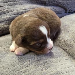 Jessie - Red tri-color female Miniature American Shepherd puppy in Leonard, Texas from Tin Roof Aussies