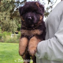 Girl 1 - Black and red female German Shepherd puppy in Stockton, California from Zaragoza German Shepherds