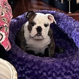 Abbie - Red brindle and white female Bulldog puppy in Harrisburg, Pennsylvania from KnockDown Bulldogs