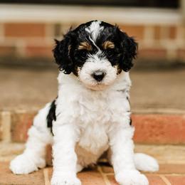 Royal Blue Collar Female - Tri-color female Bernedoodle puppy in Inman, South Carolina from Grace Filled Golden’s