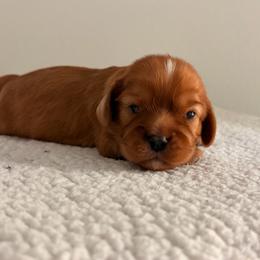 Chip AKC - Ruby male Cavalier King Charles Spaniel puppy in Katy, Texas from True Heart Cavaliers LLC