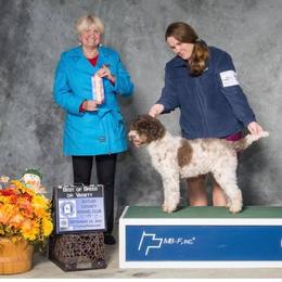 Hope - Lagotto Romagnolo