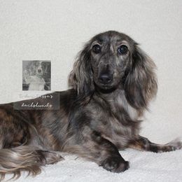 Gypsy - Dachshund