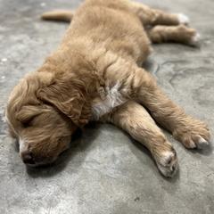 Saint Berdoodle Puppies from Highland Ridge Doodles