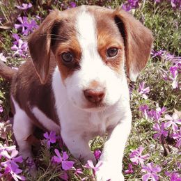 Beagle Puppies from Rajun Cajun Kennels