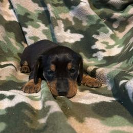 Dachshund puppies from Carter's Kennels