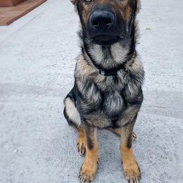 German Shepherd Puppies from Kyon Kennel LLC