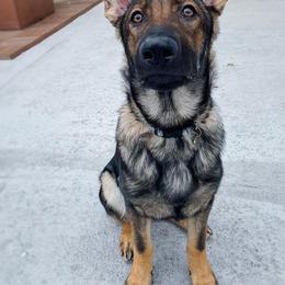 German Shepherd Puppies from Kyon Kennel LLC