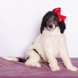 Luna Girl - Parti female Poodle puppy in Meadowbrook, California from Standard Poodle Pups