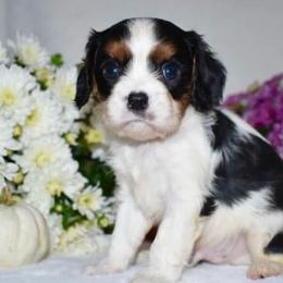 Arbor - Tri-color female Cavalier King Charles Spaniel puppy in West Sacramento, California from Autumn Nightz Cavaliers