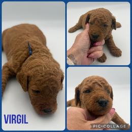 Virgil - Red  male Poodle puppy in Mount Vernon, Illinois from AMC Poodles