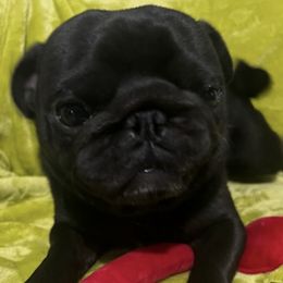 Pugs from Pinky's Puppies