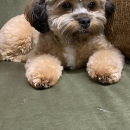 Companion Cross All Grown Up from Habibi Bears