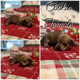 Cookie - Chocolate and tan female Dachshund puppy in Queen Creek, Arizona from Wigglebutts Miniature Dachshund Az